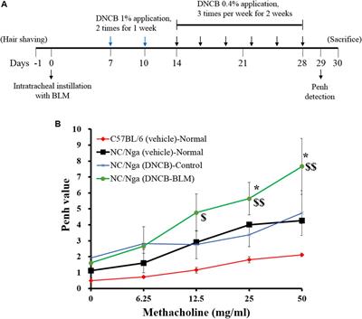 Bleomycin Aggravates Atopic Dermatitis via Lung Inflammation in 2,4-Dinitrochlorobenzene-Induced NC/Nga Mice